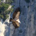 IMG_3215 Griffon Vulture